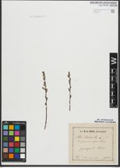 Foto von Salix purpurea L. x Salix repens L.